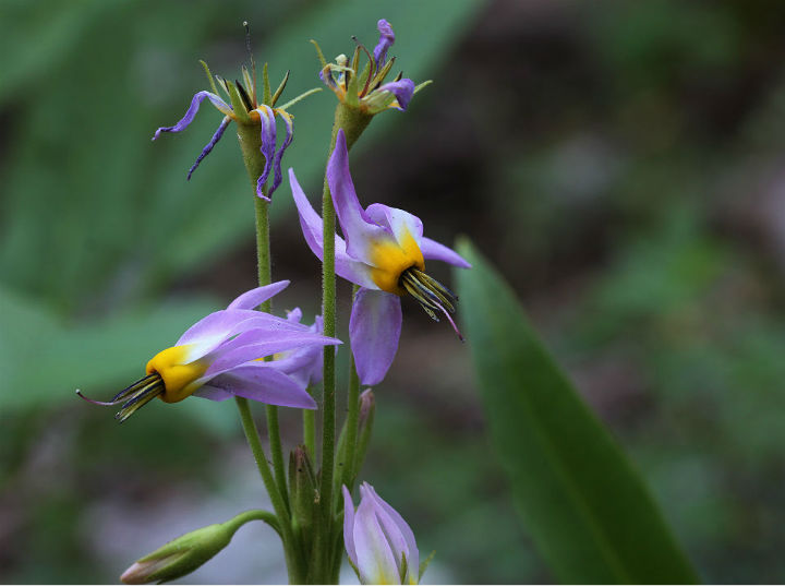 Alpine Shooting Star